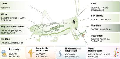 Cuticular proteins: Essential molecular code for insect survival