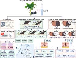 Investigating the effects and mechanisms of Vernonia anthelmintica (L.) willd., seed extracts on melanogenesis and vitiligo treatment based on multi-omics and network pharmacology