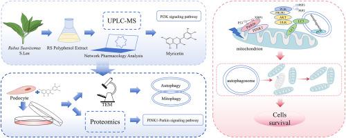 Mechanistic insights into myricetin-regulated autophagy via the PI3K/Akt and PINK1/Parkin pathway in diabetic kidney disease treatment