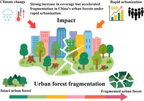 Strong increase in coverage but accelerated fragmentation in China's urban forests under rapid urbanization
