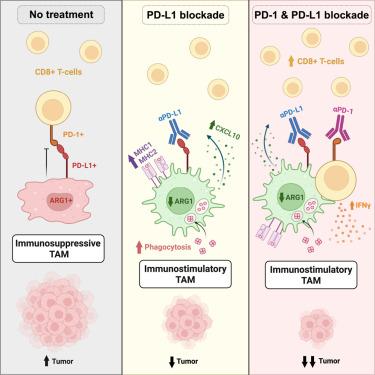 Macrophage repolarization by immune checkpoint blockade drives T cell engagement in the tumor microenvironment