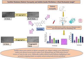 "Taxifolin modulates diabetic neuropathy and inhibits insulin fibrillation: A dual mechanistic insight"