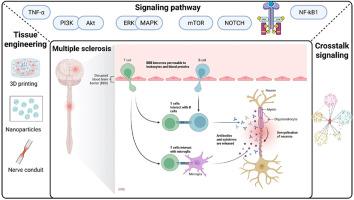 Molecular mechanism and the main signaling pathways in the development and progression of multiple sclerosis