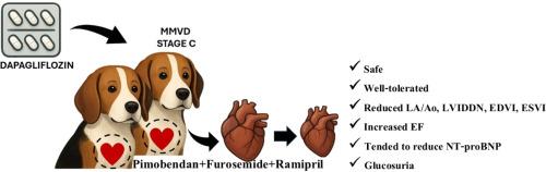Pilot study on the effects of dapagliflozin on echocardiographic parameters in dogs with symptomatic myxomatous mitral valve disease