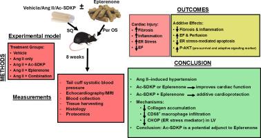 Ac-SDKP and eplerenone confer additive cardioprotection against angiotensin II-induced cardiac injury in C57BL/6J mice