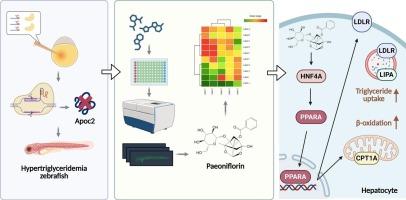 High-throughput screening reveals paeoniflorin’s efficacy against Apoc2-deficient hypertriglyceridemia via HNF4A/PPARA/LDLR