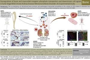 Dysregulation of bone and myocardial inorganic phosphate transporters and downstream cell signals in early-stage mild chronic kidney disease-mineral and bone disorder: An experimental study