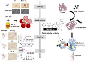 Dual-targeting proteasome inhibitor ONX-0914 demonstrates potent antiplasmodial activity for malaria treatment