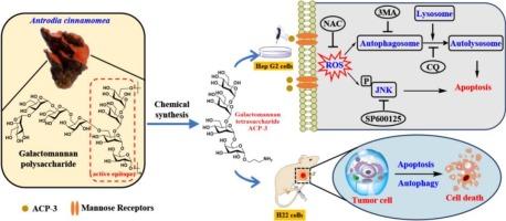 Galactomannan tetrasaccharide targets mannose receptor to suppress hepatocellular carcinoma growth through ROS/JNK signaling-induced apoptosis and ROS-mediated autophagy-dependent cell death
