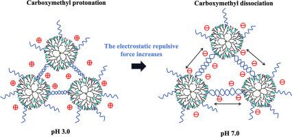 Structural characterizations and potential delivery platform of glucan dendrimer-derived hydrogel