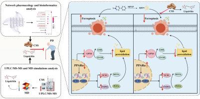Liquiritin in Chaihu-shugan-san alleviates Parkinson's Disease via PPARα-mediated inhibition of SCD1/FADS2-dependent Ferroptosis
