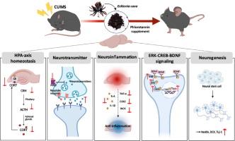 Phlorotannin supplement mitigates anxiety- and depression-like symptoms in mice exposed to chronic unpredictable mild stress