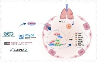 YWHAG mediated epithelial-mesenchymal transition facilitates tumor progression and metastatic spread in non-small cell lung cancer