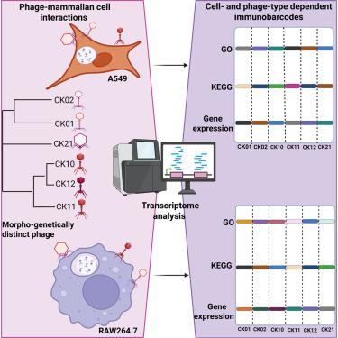 Transcriptomic analysis of phage-mammalian cell interaction reveals diverse phage immunobarcodes