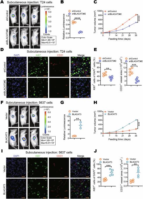 Correction: M6A-mediated-upregulation of lncRNA BLACAT3 promotes bladder cancer angiogenesis and hematogenous metastasis through YBX3 nuclear shuttling and enhancing NCF2 transcription