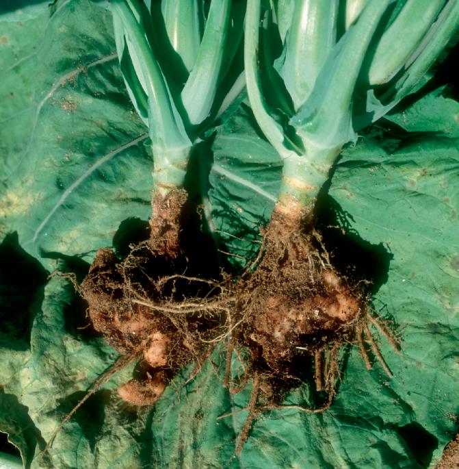 Broad-spectrum clubroot resistance