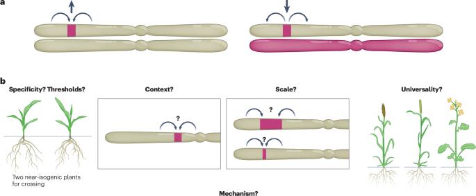 Diversity favoured: heterozygosity attracts crossovers