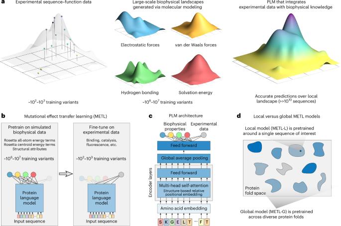 Biophysics-based protein language models for protein engineering
