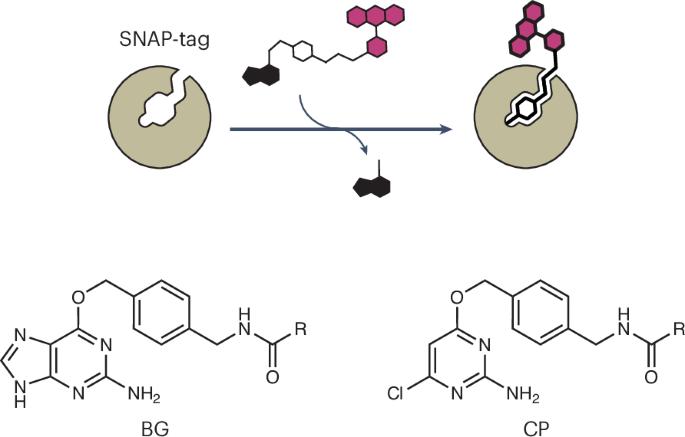 SNAP-tag2 improves live-cell imaging