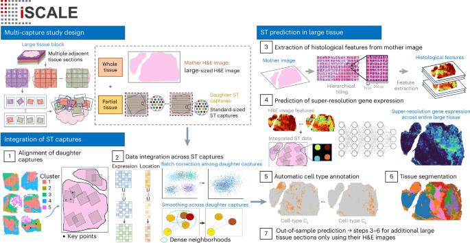 Scaling up spatial transcriptomics for large-sized tissues: uncovering cellular-level tissue architecture beyond conventional platforms with iSCALE