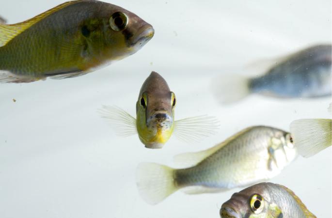 Cichlid fishes