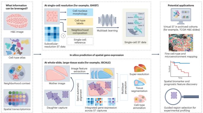 Bridging histology and spatial gene expression across scales