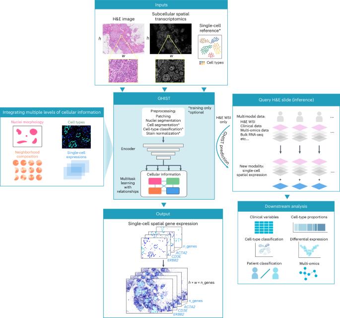 Spatial gene expression at single-cell resolution from histology using deep learning with GHIST