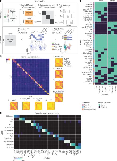 Reproducible single-cell annotation of programs underlying T cell subsets, activation states and functions