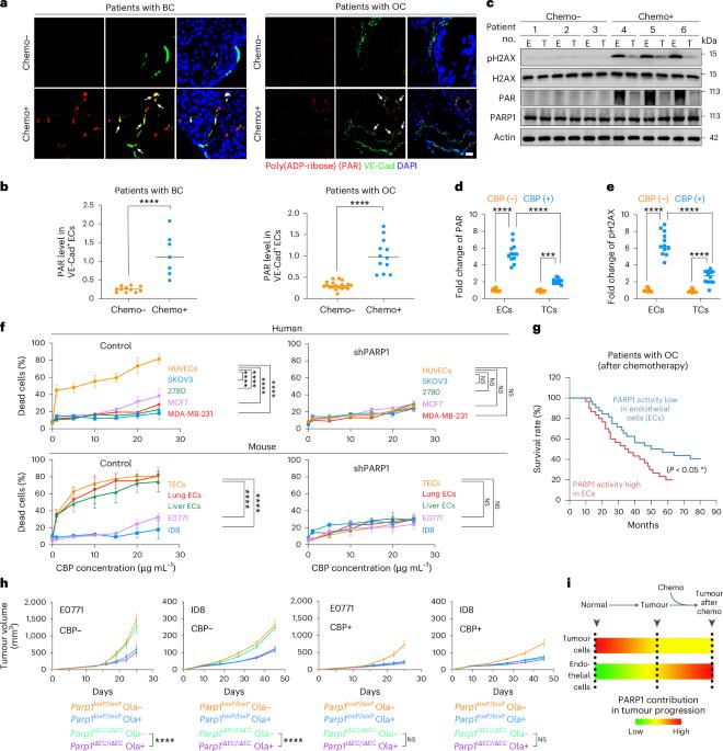 MLKL PARylation in the endothelial niche triggers angiocrine necroptosis to evade cancer immunosurveillance and chemotherapy