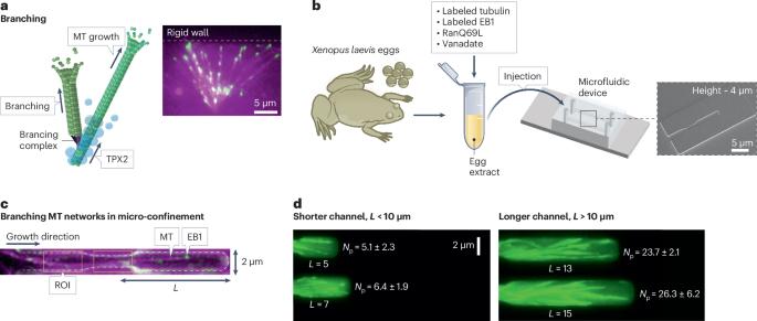 A search-and-branch mechanism for microtubule sensing