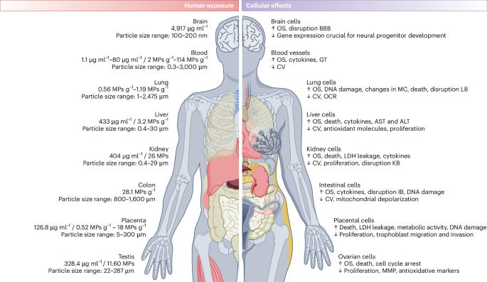 Health impacts of microplastic and nanoplastic exposure