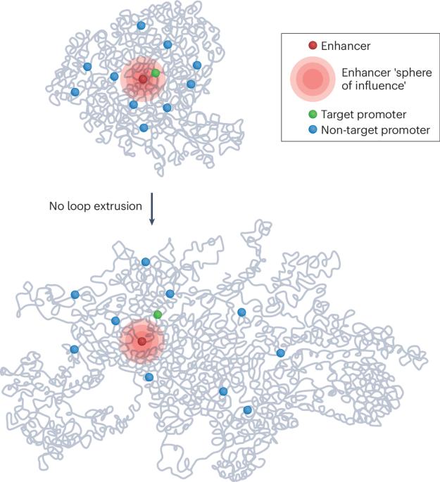 Is enhancer-driven gene regulation all wrapped up?