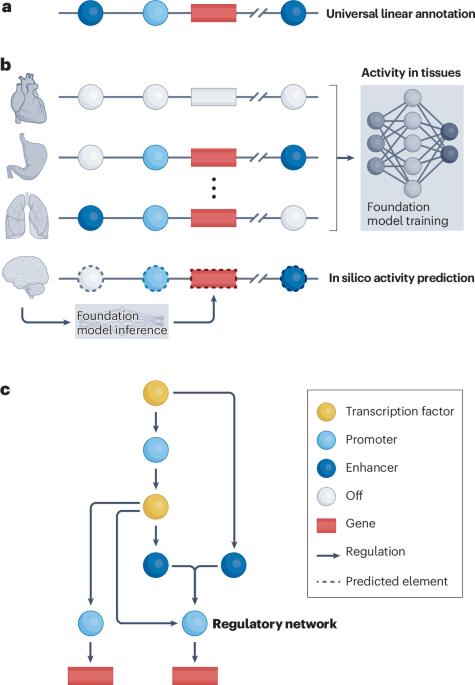 Regulatory genome annotation