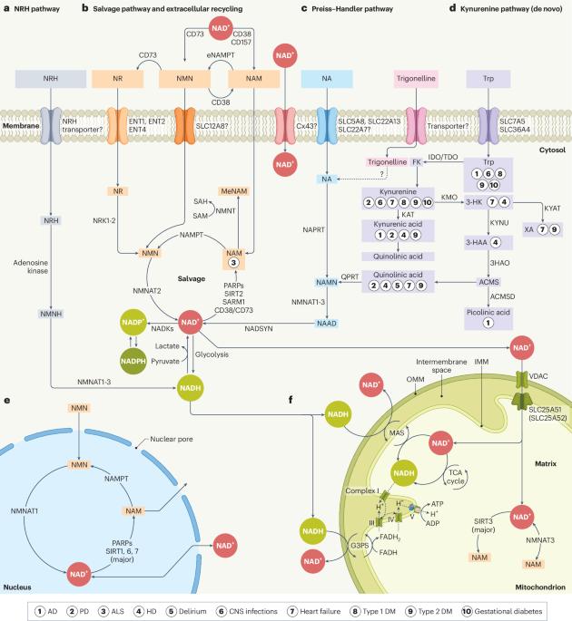 Emerging strategies, applications and challenges of targeting NAD+ in the clinic