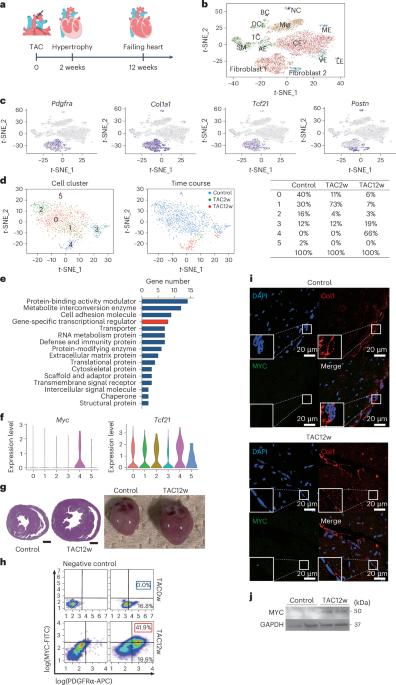 Heart failure-specific cardiac fibroblasts contribute to cardiac dysfunction via the MYC–CXCL1–CXCR2 axis