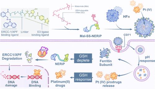 Ferritin-Conjugated PROTAC Strategy for ERCC1/XPF Degradation and Platinum Sensitization in Resistant Tumors