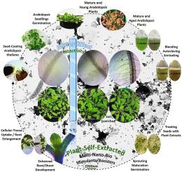 Sustainable extraction of personalized plant nano-stimulants from conspecific donor plants to induce mirror biostimulant activity in identical host plants