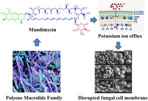 Mandimycin: A phospholipid-targeting natural polyene macrolide overcoming multidrug resistance in invasive fungal infections