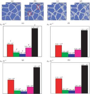 Effects of the Grain Size and Temperature on the Tensile Behavior of Nanopolycrystalline Niobium