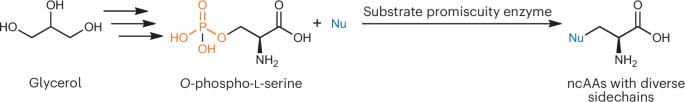 Substrate promiscuity fuels biosynthesis success