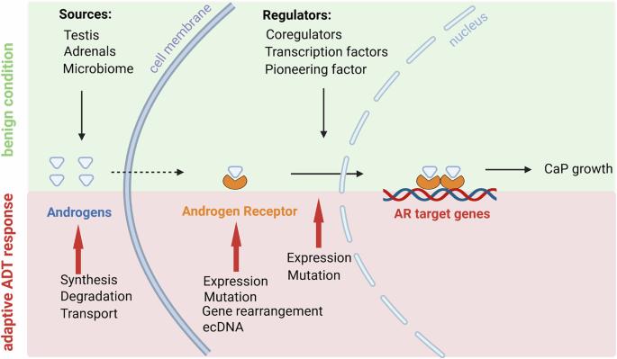 Evolving roles for the androgen receptor and its protein interactome in castration-resistant prostate cancer