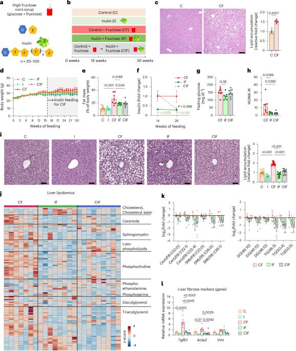 Dietary fibre-adapted gut microbiome clears dietary fructose and reverses hepatic steatosis