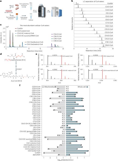 Cellular pan-chain acyl-CoA profiling reveals SLC25A42/SLC25A16 in mitochondrial CoA import and metabolism