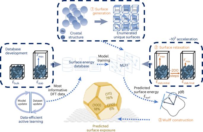 SurFF: a foundation model for surface exposure and morphology across intermetallic crystals