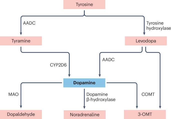 Dopaminergic signalling in gastrointestinal health and disease