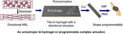 Directional Natural Rubber Latex–Polyacrylamide/Graphene–PNIPAM Bi-Hydrogel for Programmable Complex Stimuli-Responsive Actuations