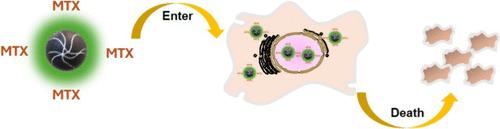 Methotrexate-Conjugated Therapeutic Carbon Dots with Intrinsic Anticancer Activity for Breast Cancer Cell Inhibition