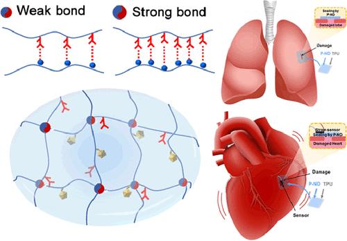 Sandcastle Worm-Inspired Polyelectrolyte Hydrogel as a Bioadhesive for Diverse Tissues