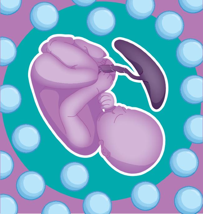 Regulatory KIR+CD8+ T cells in pregnancy