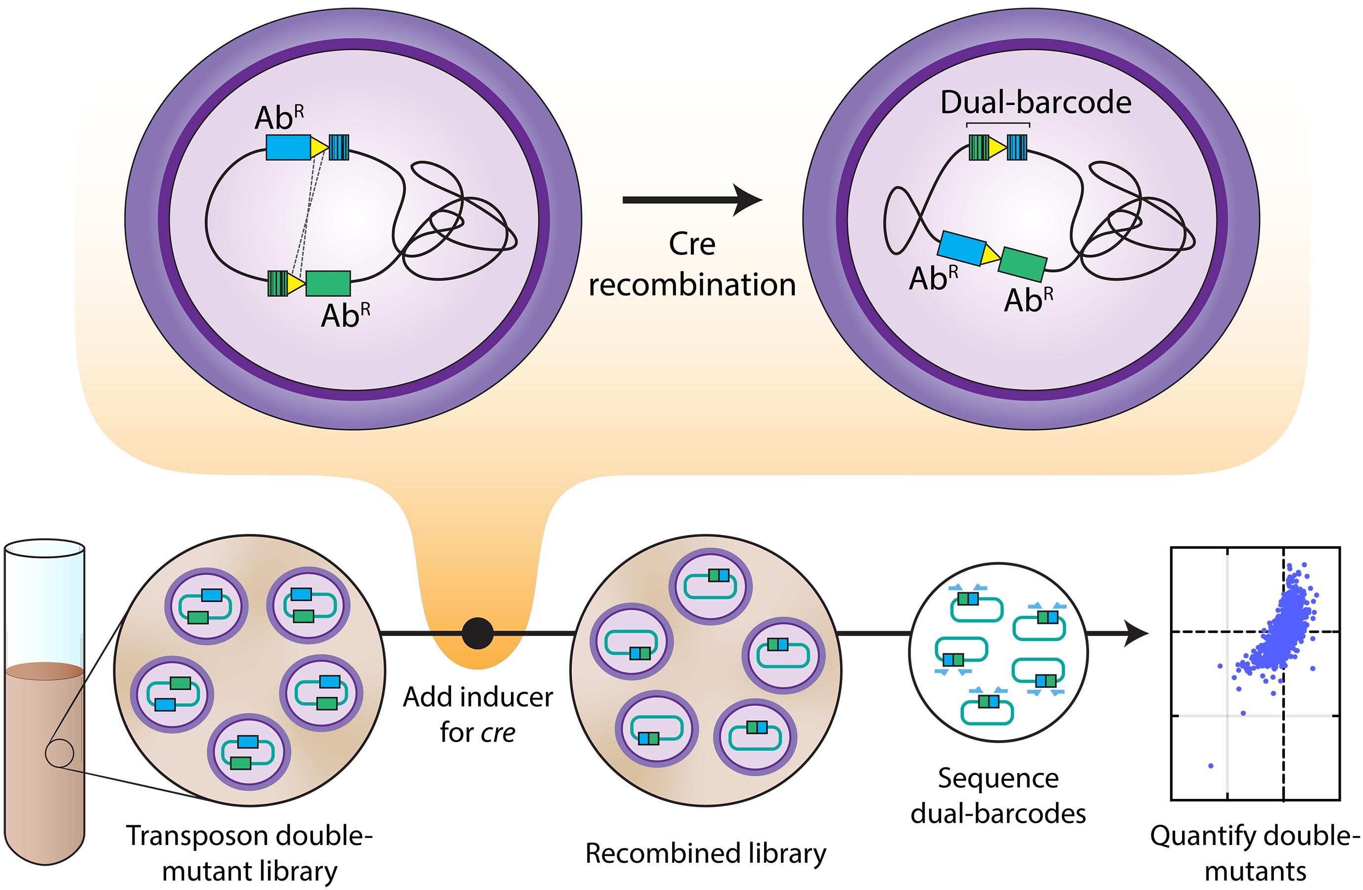 Dual transposon sequencing profiles the genetic interaction landscape in bacteria